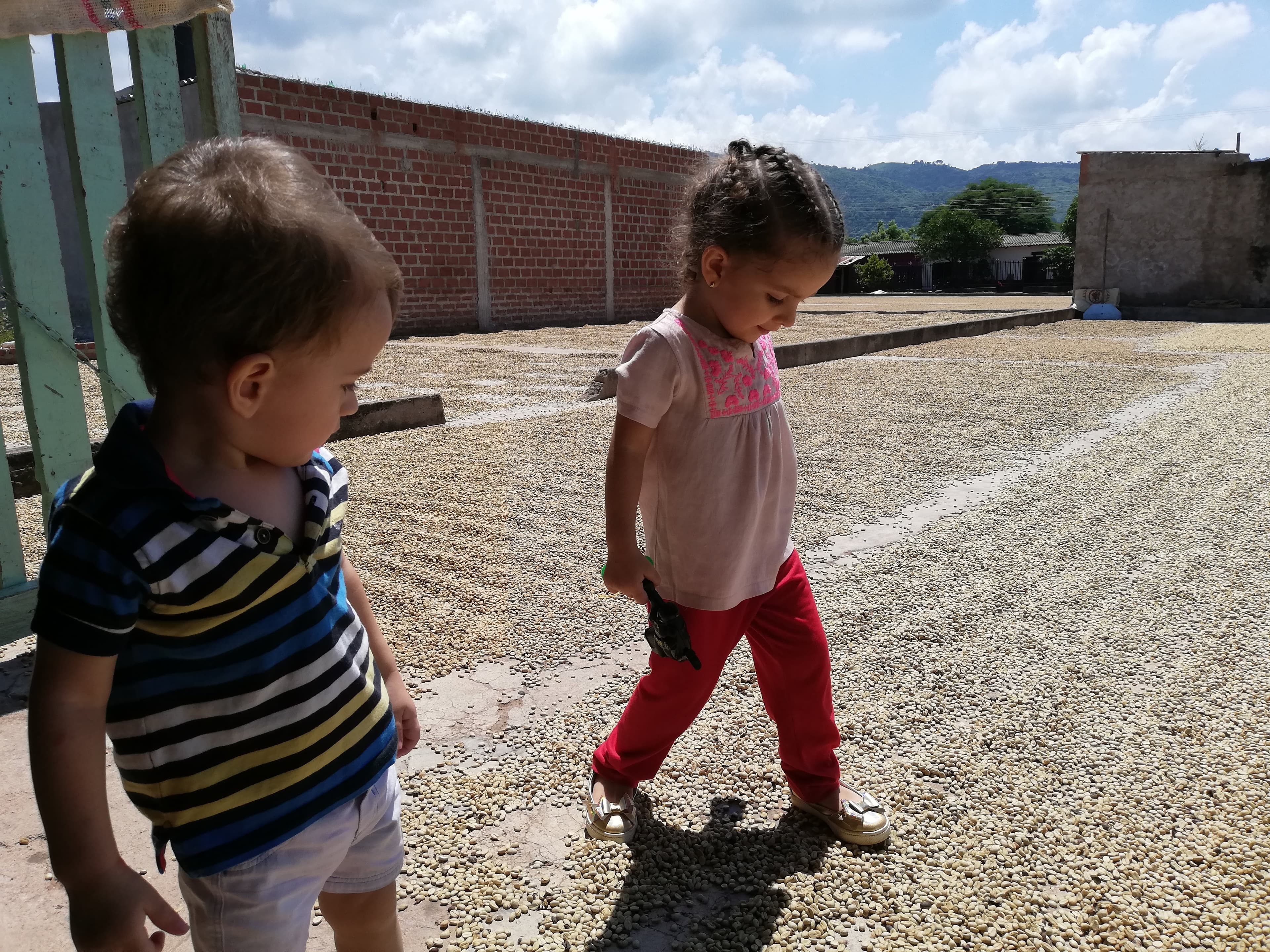 To barn fra familien går over kaffe som tørker i solen i Agustín Codazzi