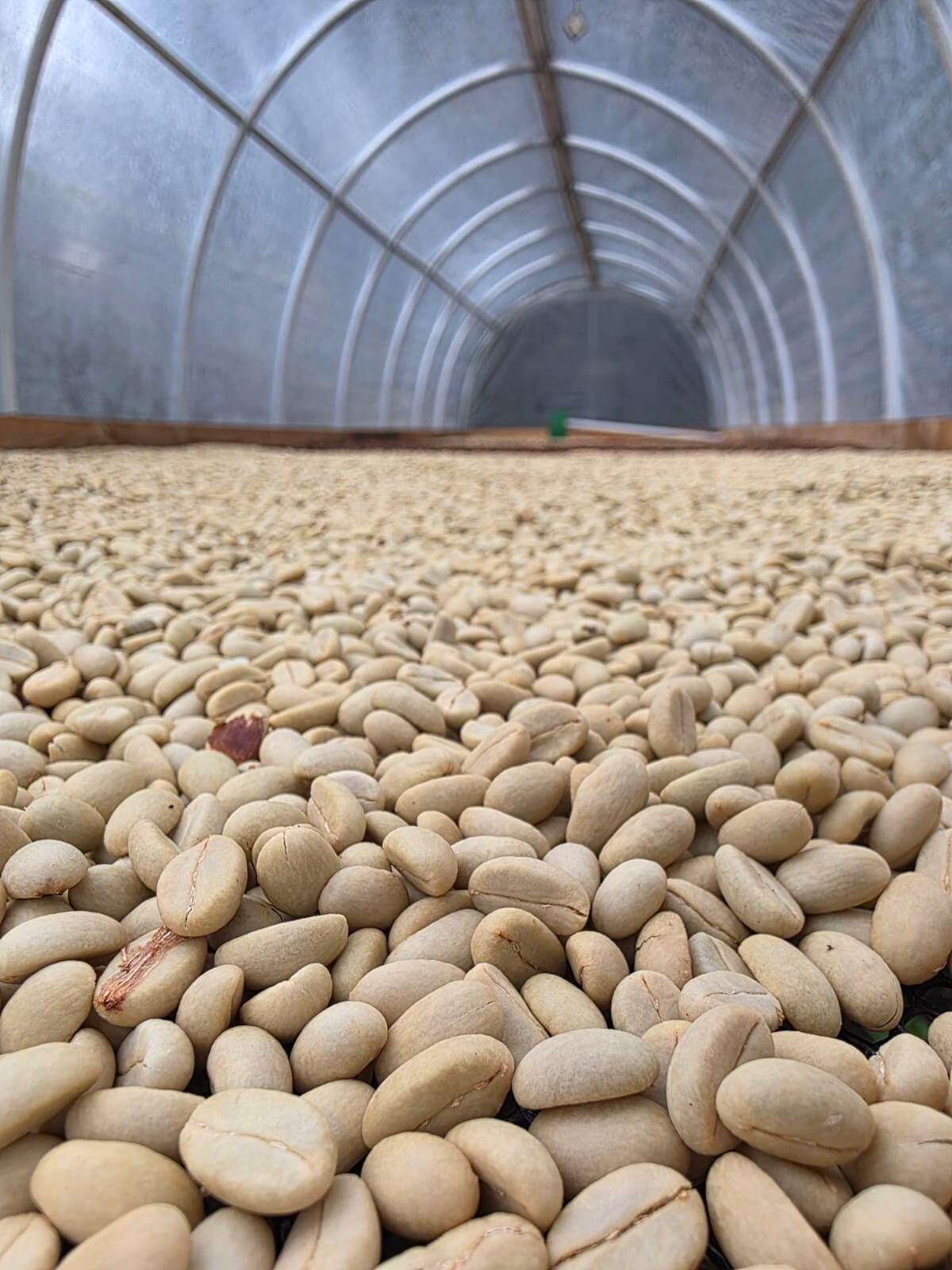Sesongens kaffe fra Serranía del Perijá