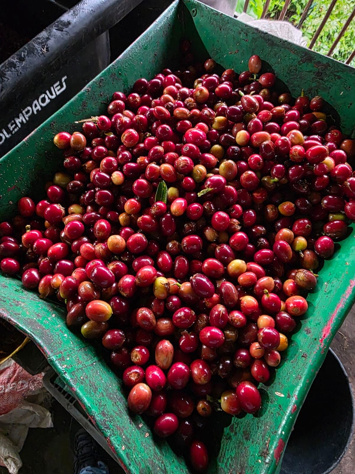 Modne kaffekirsebær, håndplukket på familiegården i Codazzi