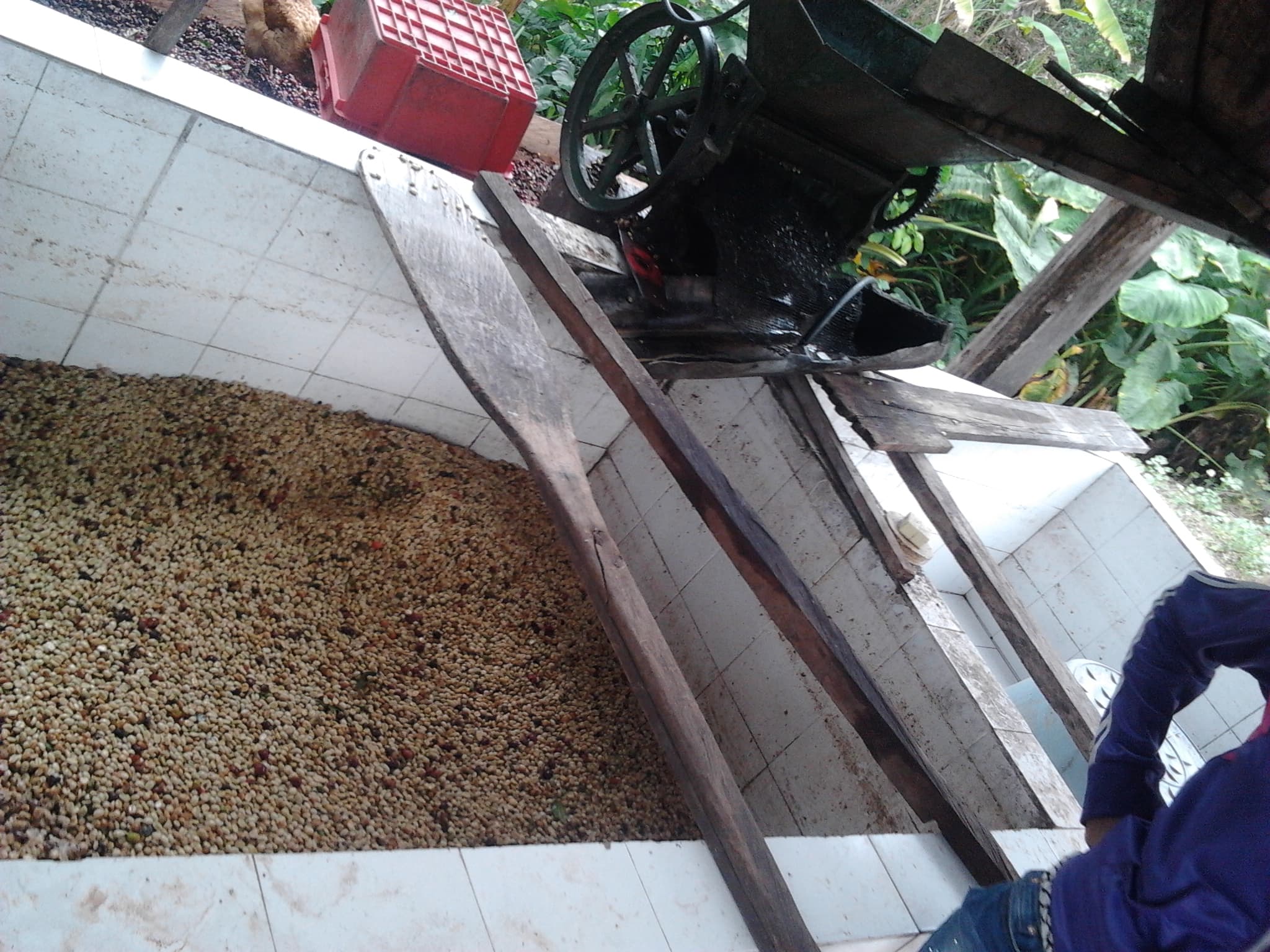 Fermentación del café