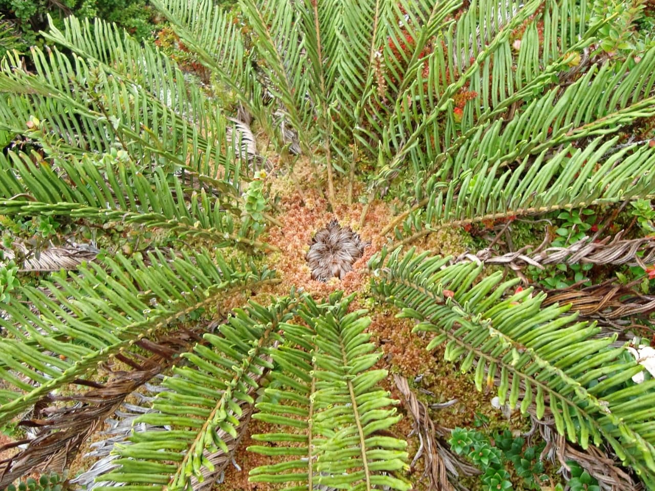 Vegetación y cafetales en el Perijá